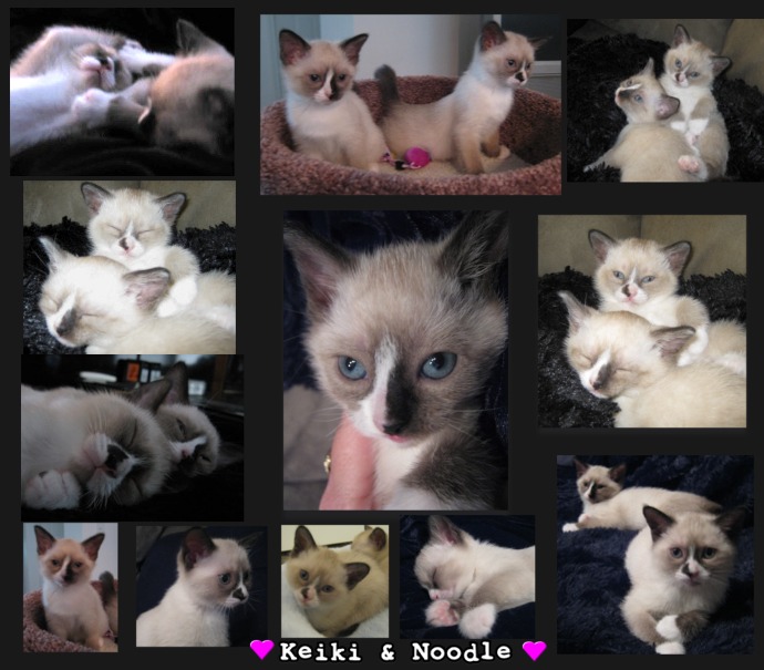 snowshoe siamese