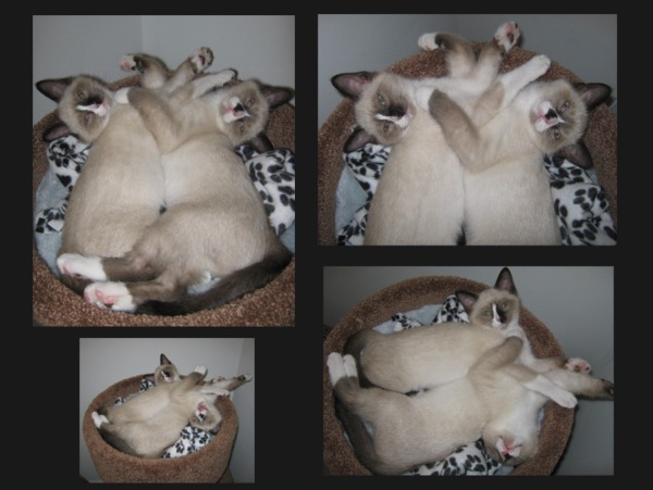 snowshoe siamese kittens
