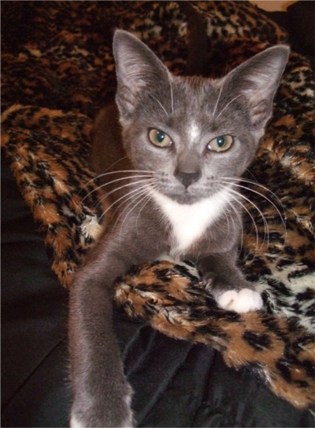 gray and white dsh